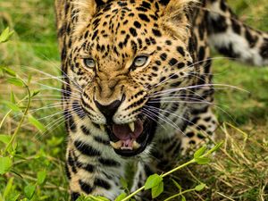 Preview wallpaper leopard, big cat, glance, predator, jaws
