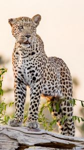 Preview wallpaper leopard, big cat, glance, predator, rock