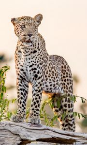 Preview wallpaper leopard, big cat, glance, predator, rock