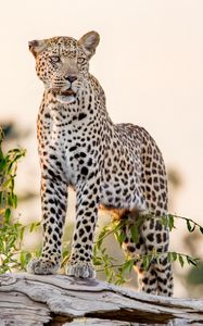 Preview wallpaper leopard, big cat, glance, predator, rock
