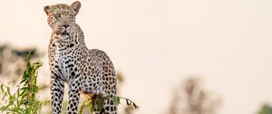 Preview wallpaper leopard, big cat, glance, predator, rock