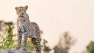 Preview wallpaper leopard, big cat, glance, predator, rock