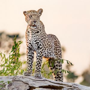 Preview wallpaper leopard, big cat, glance, predator, rock
