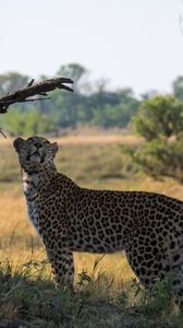 Preview wallpaper leopard, big cat, grass