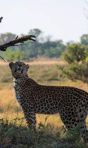 Preview wallpaper leopard, big cat, grass
