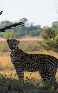 Preview wallpaper leopard, big cat, grass