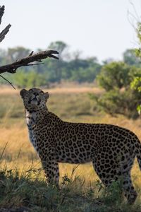 Preview wallpaper leopard, big cat, grass