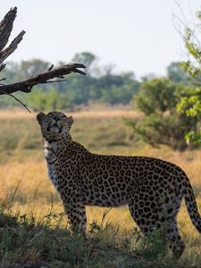 Preview wallpaper leopard, big cat, grass