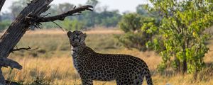 Preview wallpaper leopard, big cat, grass