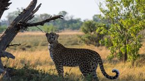 Preview wallpaper leopard, big cat, grass