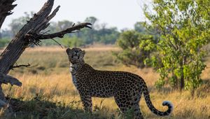 Preview wallpaper leopard, big cat, grass