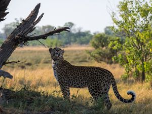 Preview wallpaper leopard, big cat, grass