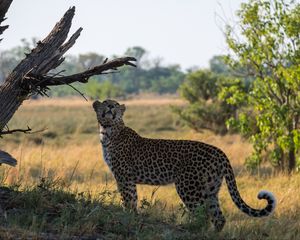 Preview wallpaper leopard, big cat, grass