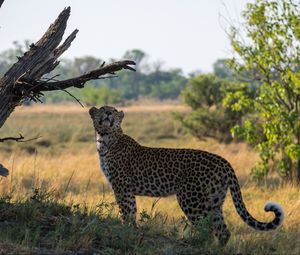 Preview wallpaper leopard, big cat, grass