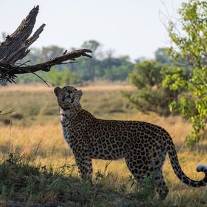 Preview wallpaper leopard, big cat, grass