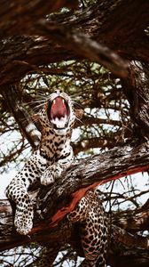 Preview wallpaper leopard, big cat, jaws, predator