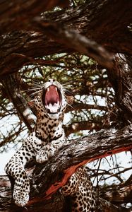 Preview wallpaper leopard, big cat, jaws, predator