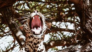 Preview wallpaper leopard, big cat, jaws, predator