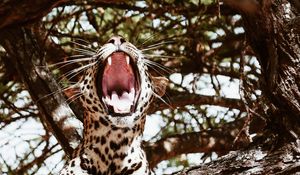 Preview wallpaper leopard, big cat, jaws, predator