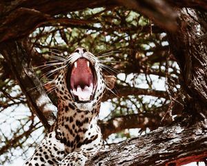 Preview wallpaper leopard, big cat, jaws, predator