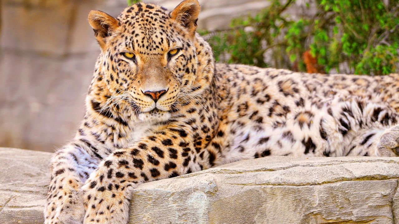 Wallpaper leopard, big cat, lies, beautiful, happy