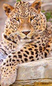 Preview wallpaper leopard, big cat, lies, beautiful, happy