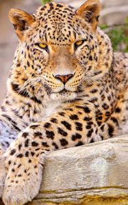 Preview wallpaper leopard, big cat, lies, beautiful, happy