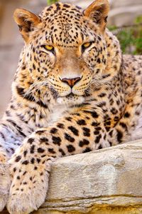 Preview wallpaper leopard, big cat, lies, beautiful, happy