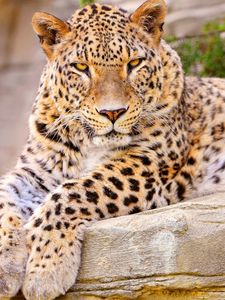 Preview wallpaper leopard, big cat, lies, beautiful, happy