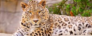 Preview wallpaper leopard, big cat, lies, beautiful, happy