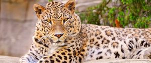 Preview wallpaper leopard, big cat, lies, beautiful, happy