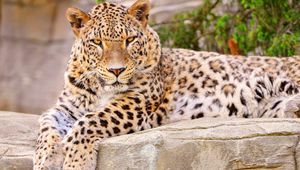 Preview wallpaper leopard, big cat, lies, beautiful, happy