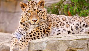 Preview wallpaper leopard, big cat, lies, beautiful, happy