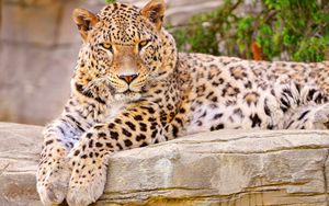 Preview wallpaper leopard, big cat, lies, beautiful, happy