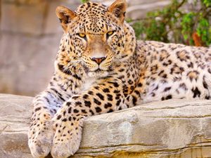 Preview wallpaper leopard, big cat, lies, beautiful, happy