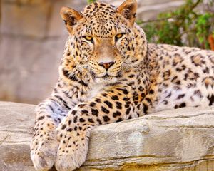 Preview wallpaper leopard, big cat, lies, beautiful, happy