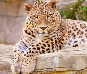 Preview wallpaper leopard, big cat, lies, beautiful, happy