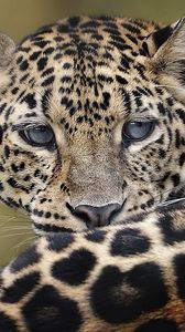 Preview wallpaper leopard, big cat, lying down, face