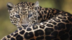 Preview wallpaper leopard, big cat, lying down, face