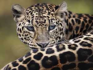 Preview wallpaper leopard, big cat, lying down, face