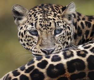 Preview wallpaper leopard, big cat, lying down, face