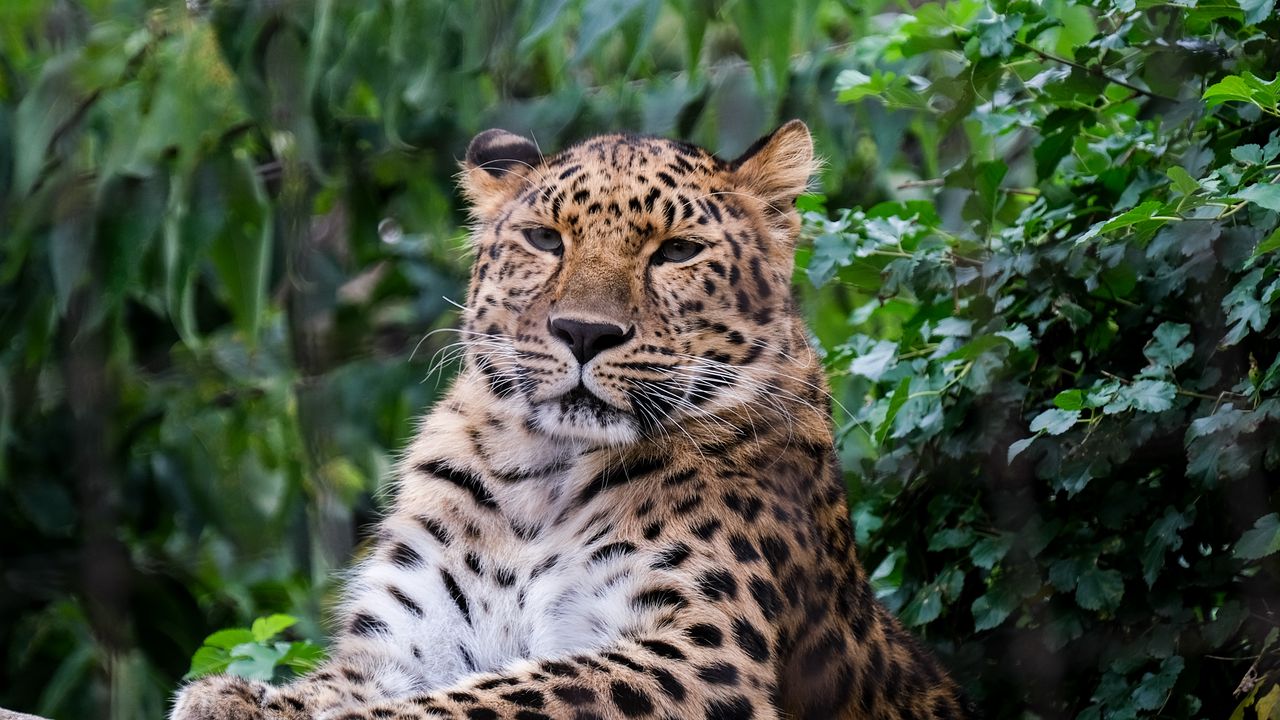 Wallpaper leopard, big cat, predator, animal, stone