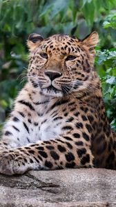 Preview wallpaper leopard, big cat, predator, animal, stone