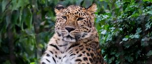 Preview wallpaper leopard, big cat, predator, animal, stone