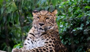 Preview wallpaper leopard, big cat, predator, animal, stone