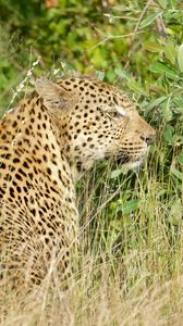 Preview wallpaper leopard, big cat, predator, animal, grass