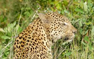 Preview wallpaper leopard, big cat, predator, animal, grass