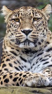 Preview wallpaper leopard, big cat, predator, wild animal, stone