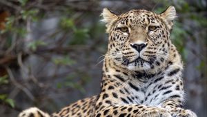Preview wallpaper leopard, big cat, predator, wild animal, stone