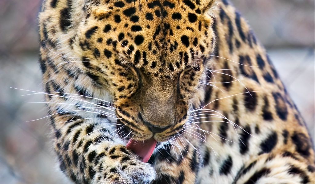 1024x600 Wallpaper leopard, big cat, predator, animal, lick